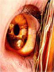 pic for eye color